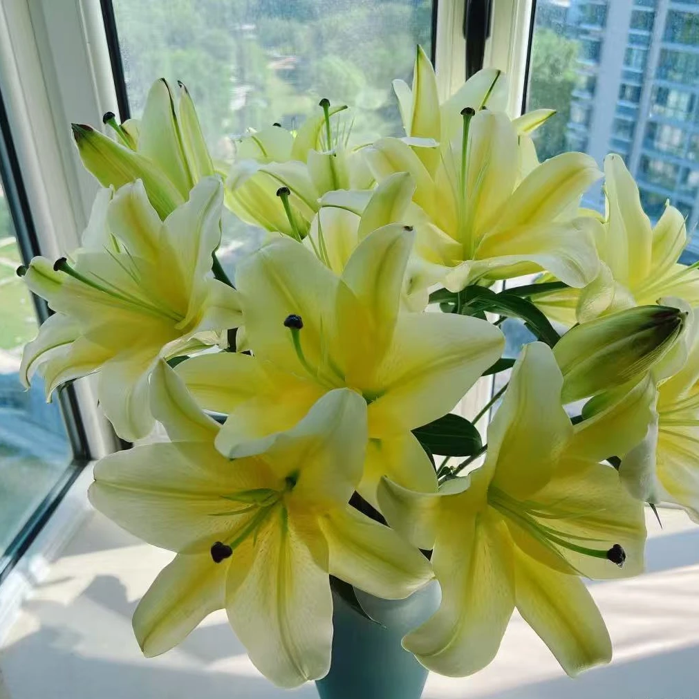 【六哥花卉】黄天霸香水百合