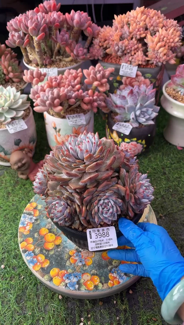 昆明印象多肉3988