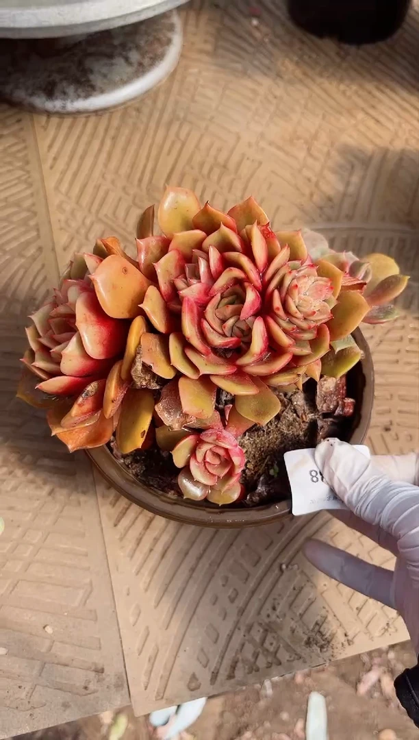 【闪购商品】02588