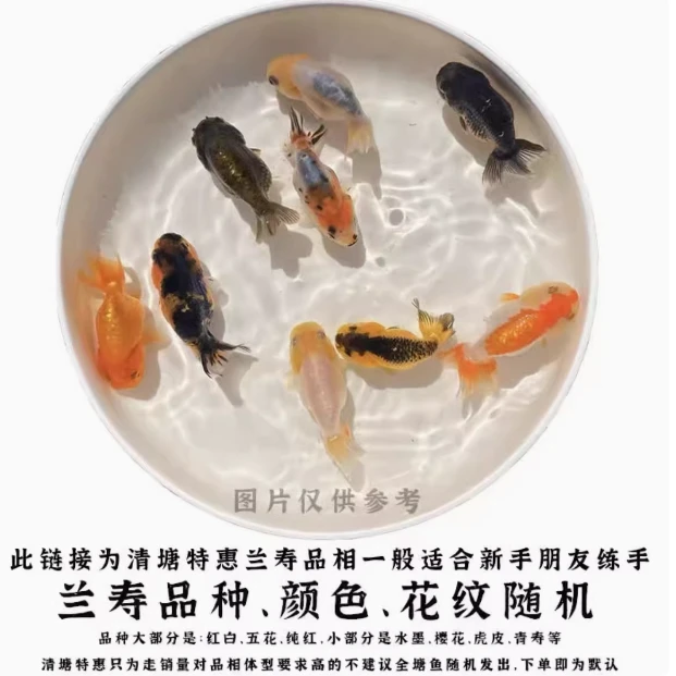 冷水活体观赏鱼金鱼苗鹤顶红珍珠鎏金小鱼苗练手闯兰寿金鱼