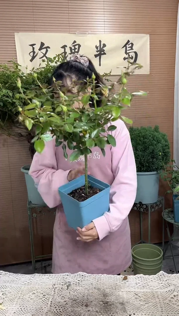 美人丽芙棒棒糖扦插1.5加仑