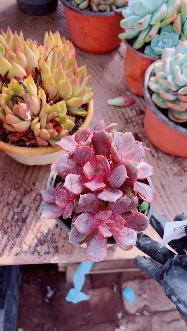 小*心植物一物一拍17223