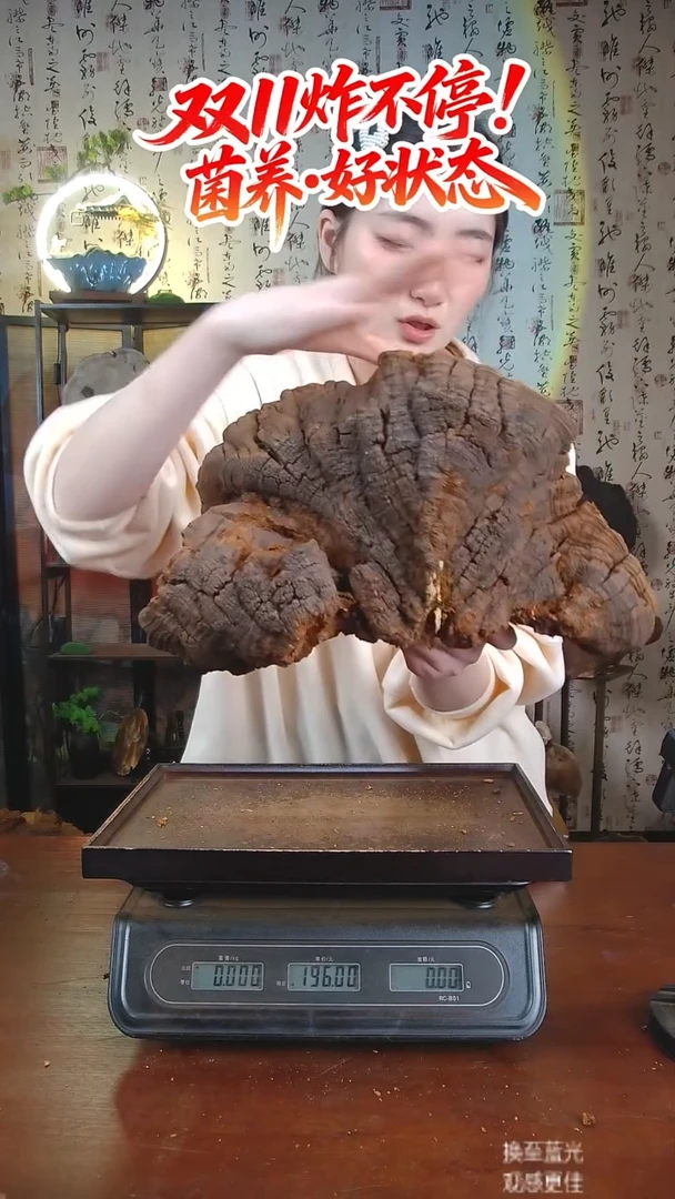 松针层孔菌中国大陆【藏区 野生】松树桑黄（3.66斤）40-50年份