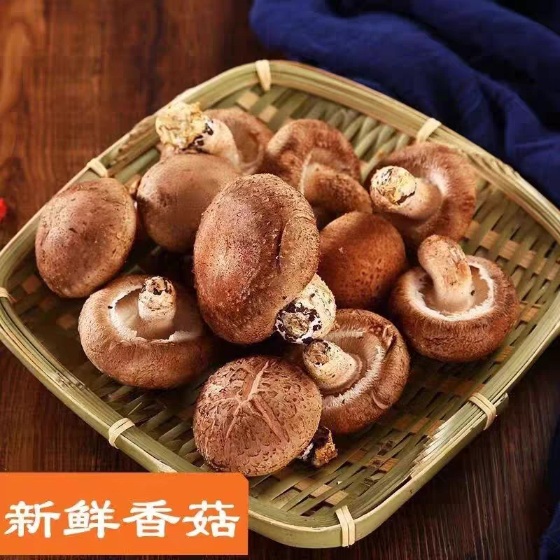 农家现摘水菇新鲜香菇