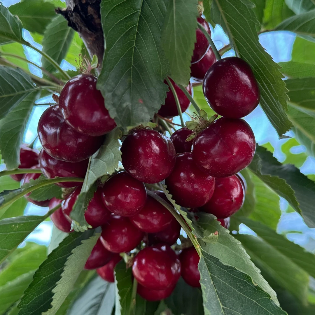 空运樱桃J-5J脆甜多汁新鲜现发内附果径卡