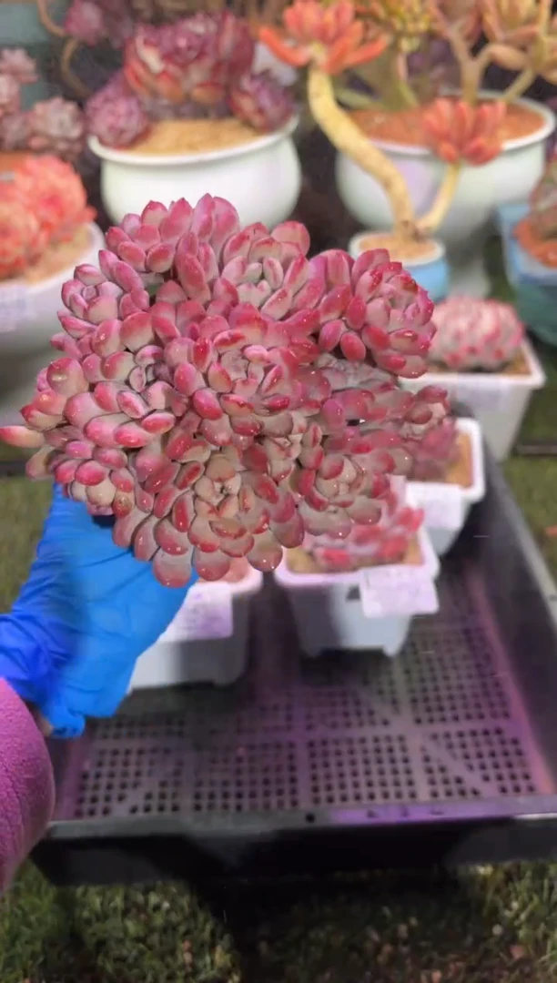 【闪购商品】06454