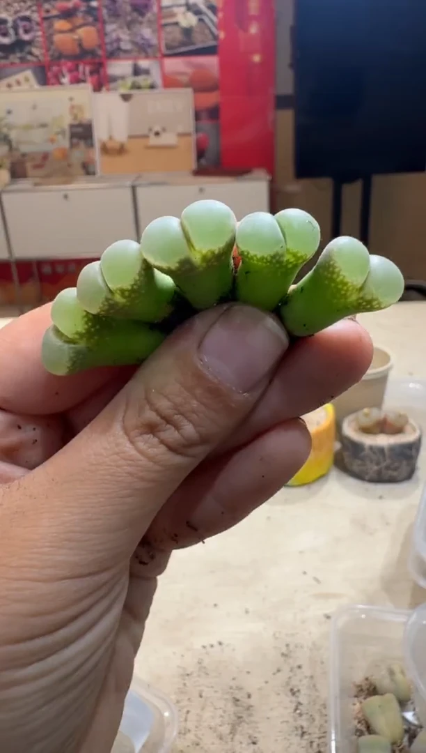 7-397多肉植物肉锥
