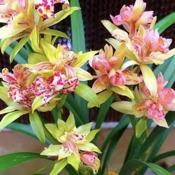 建兰铭品[富山奇蝶] 带青花瓷盆种好当前无花正常养护后夏季来花