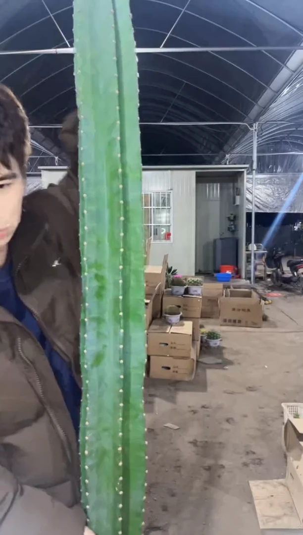 【闪购商品】80cm 量天尺【无根】