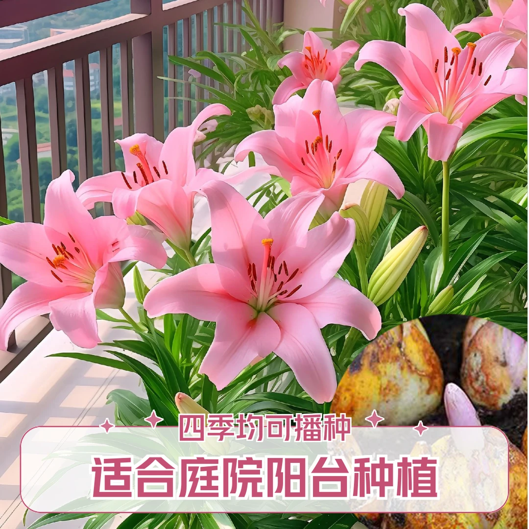 {香水百合花种球种}浓香型花卉庭院阳台耐寒养花室内种植绿植盆栽