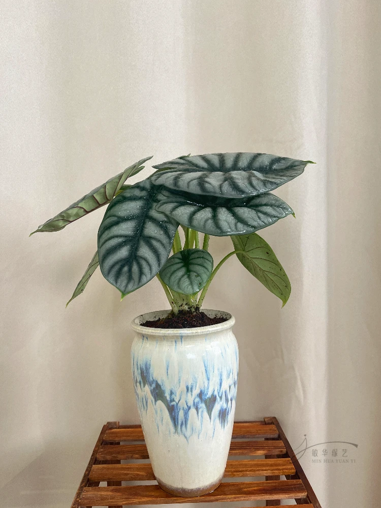 【敏华优选】白犀牛海芋绿植盆景盆栽室内ins风氛围感