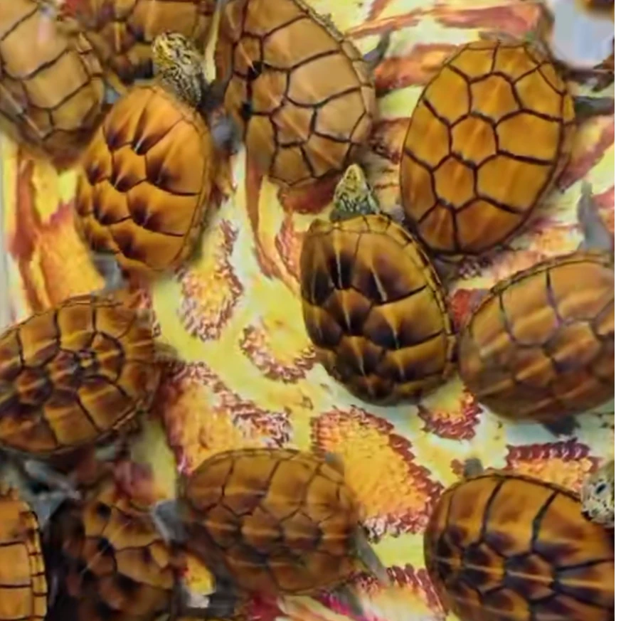 【直播选龟链接】热门蛋龟麝香剃刀头盔果核