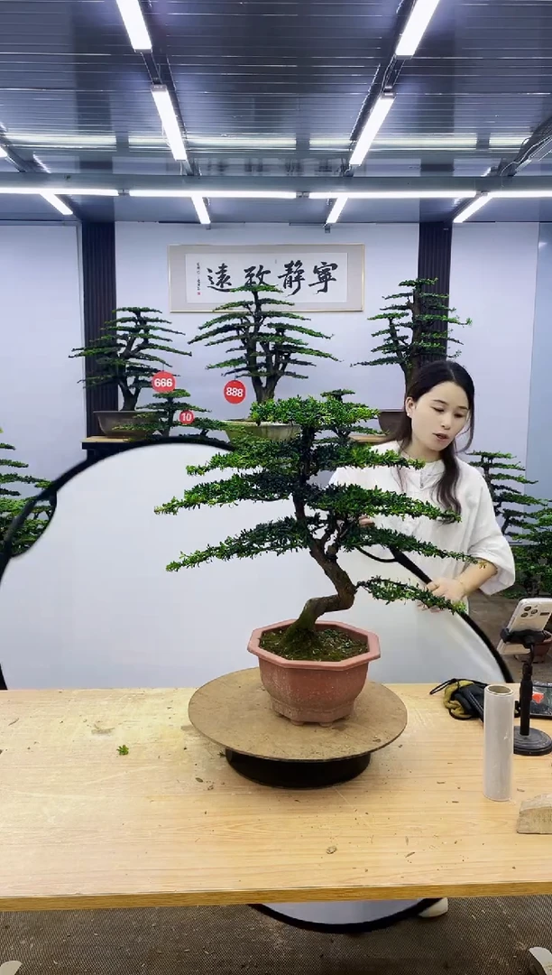 无花朵00000000000