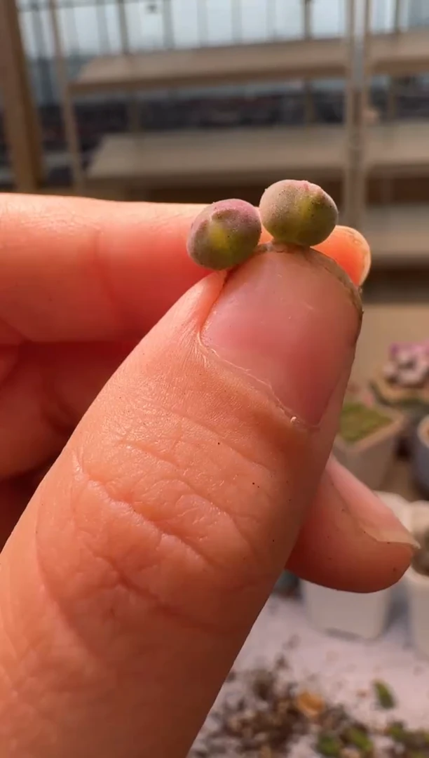 ?**力28-335多肉植物肉锥空蝉