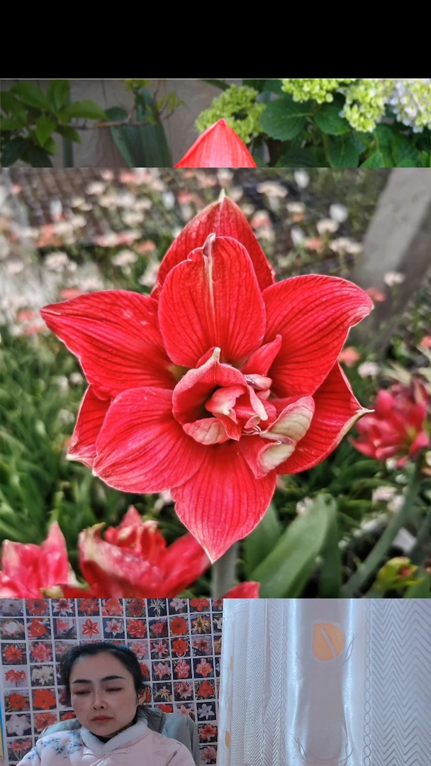 朱顶红虞姬6厘米