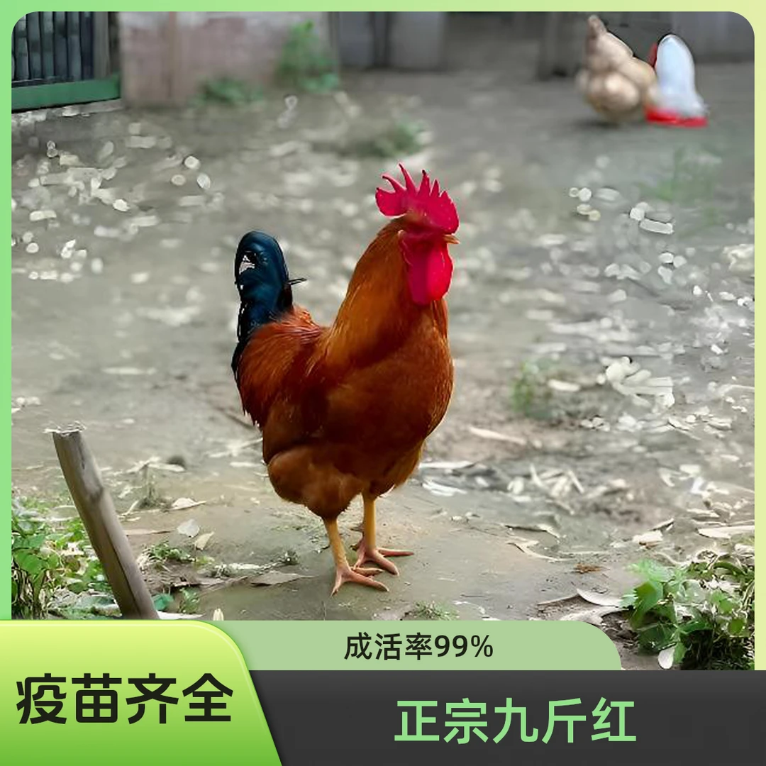 九斤红 散养土鸡 笨鸡 宠物鸡  八两左右发货【到手6只】