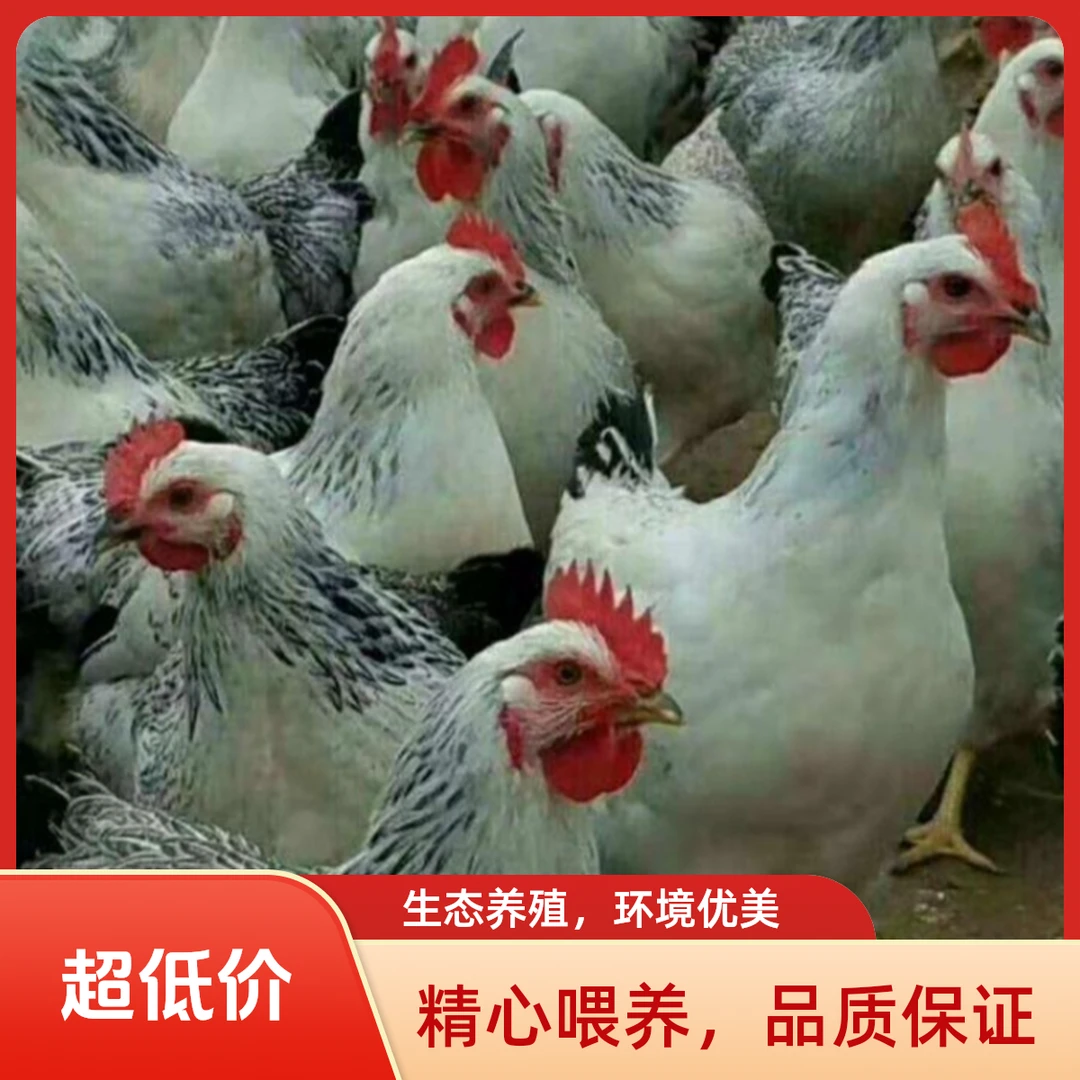 白芦花鸡宠物鸡三斤以上好喂养