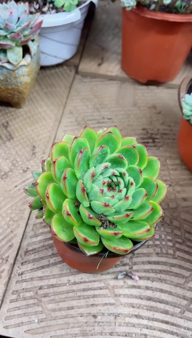 沉*15026多肉植物一物一拍