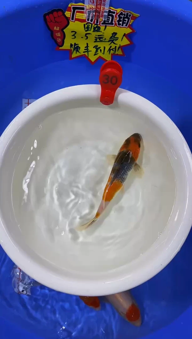 锦鲤活体二号链接