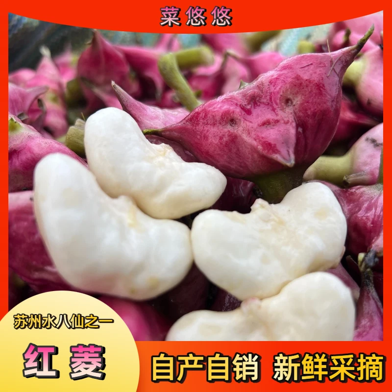 新鲜嫩红菱生吃清甜脆口苏州美食水八仙之一