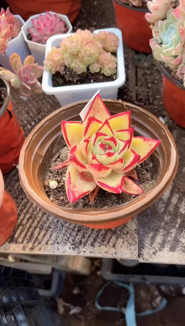石*人多肉植物一物一拍03401
