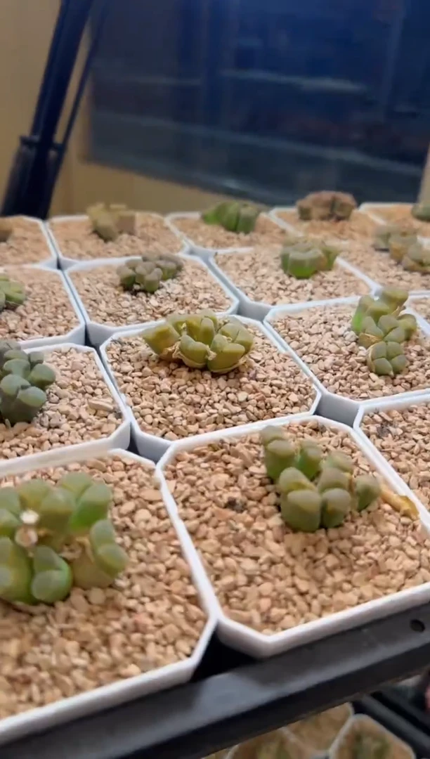 26-29多肉植物肉锥群生风铃一颗