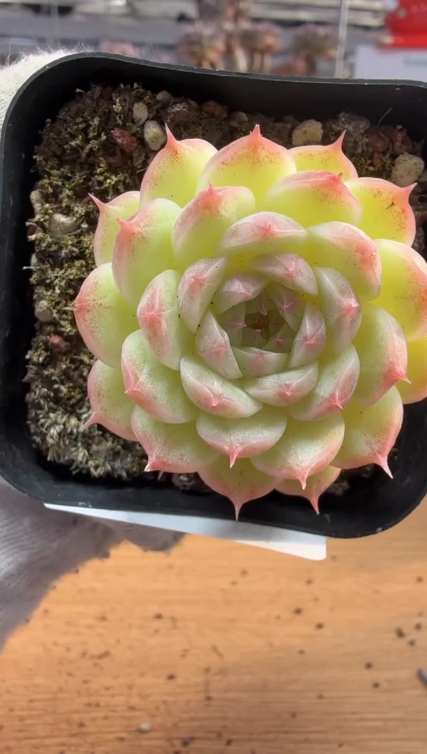 东云多肉园三店-179