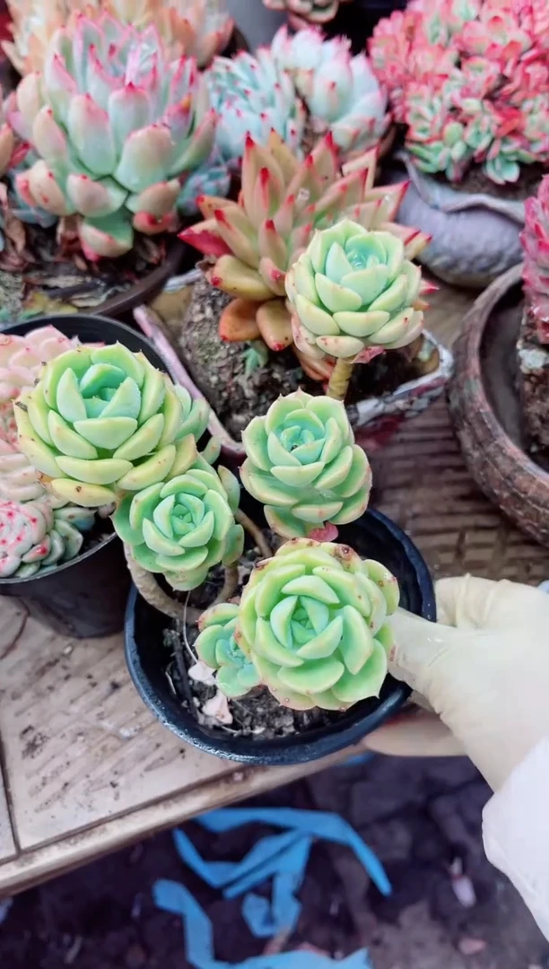 14023多肉植物一物一拍