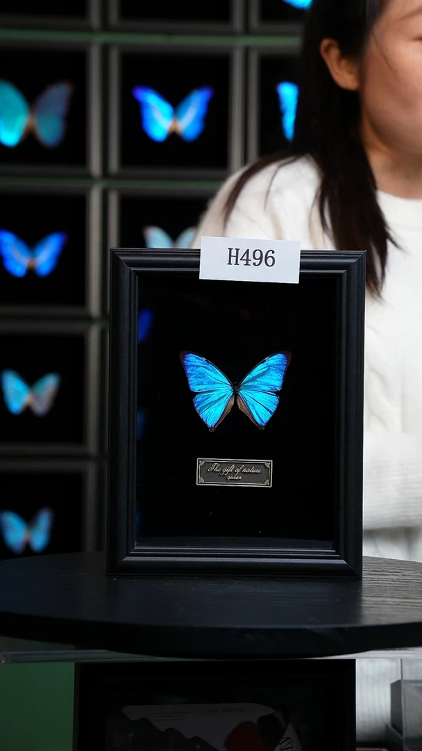 蝴蝶标本摆件竞拍小蓝闪蝶H496