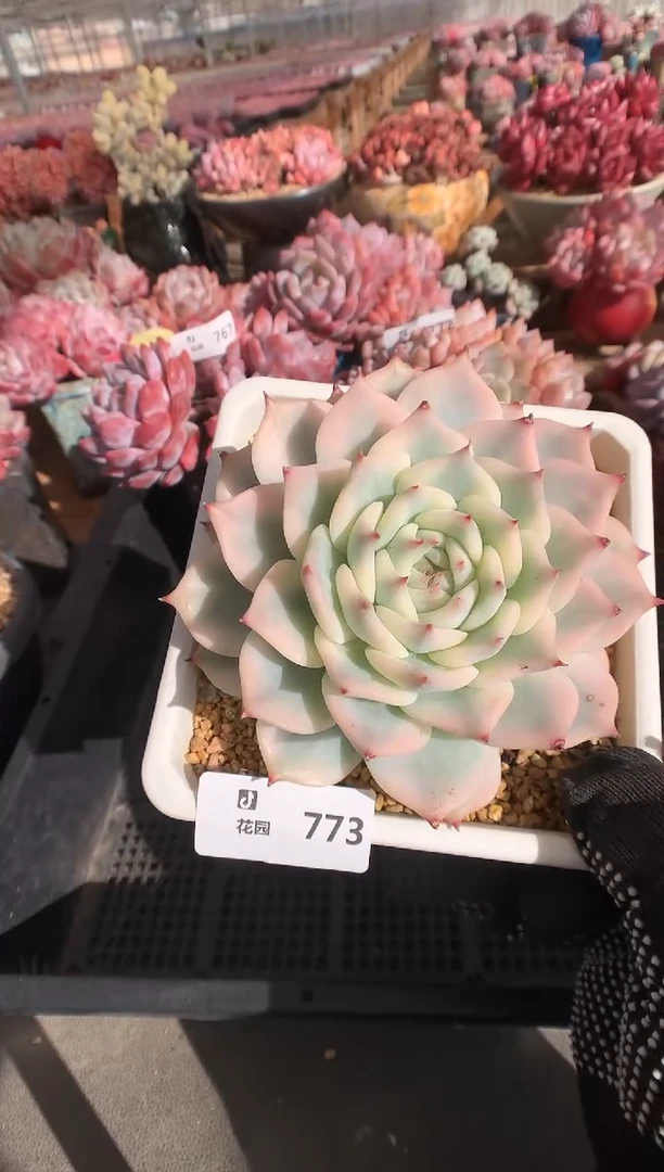 773吉娃娃锦多肉植物一物一拍