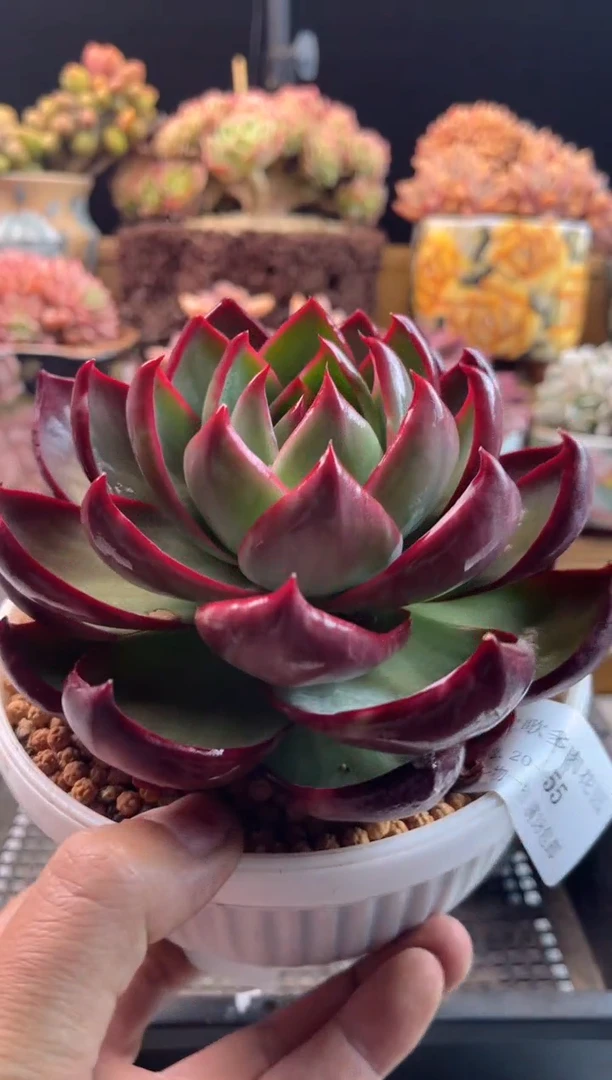 【闪购商品】2.20-55惊鸿