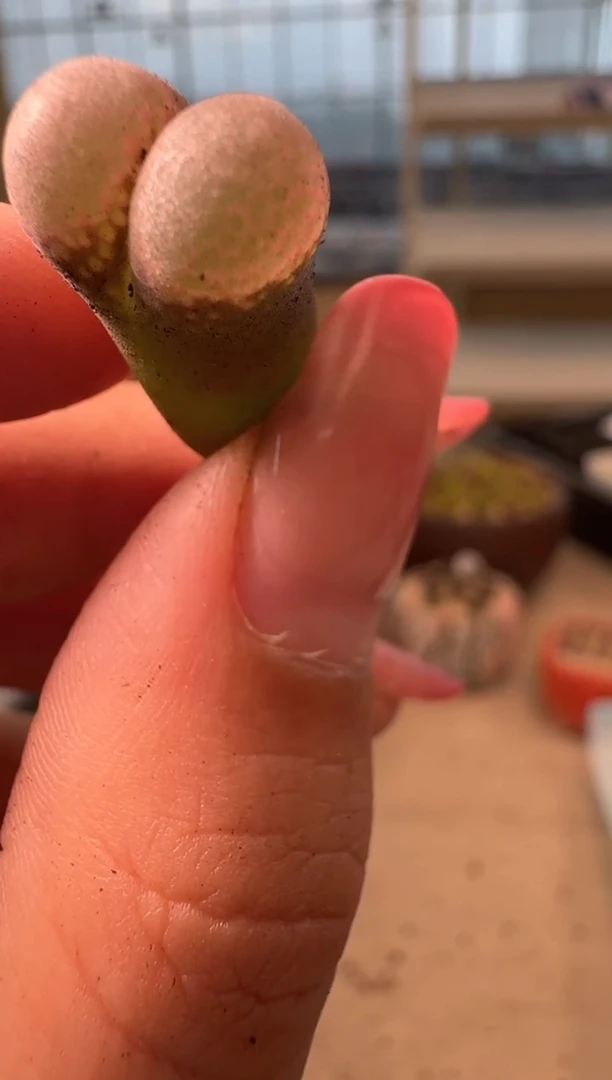 16-66多肉植物肉锥