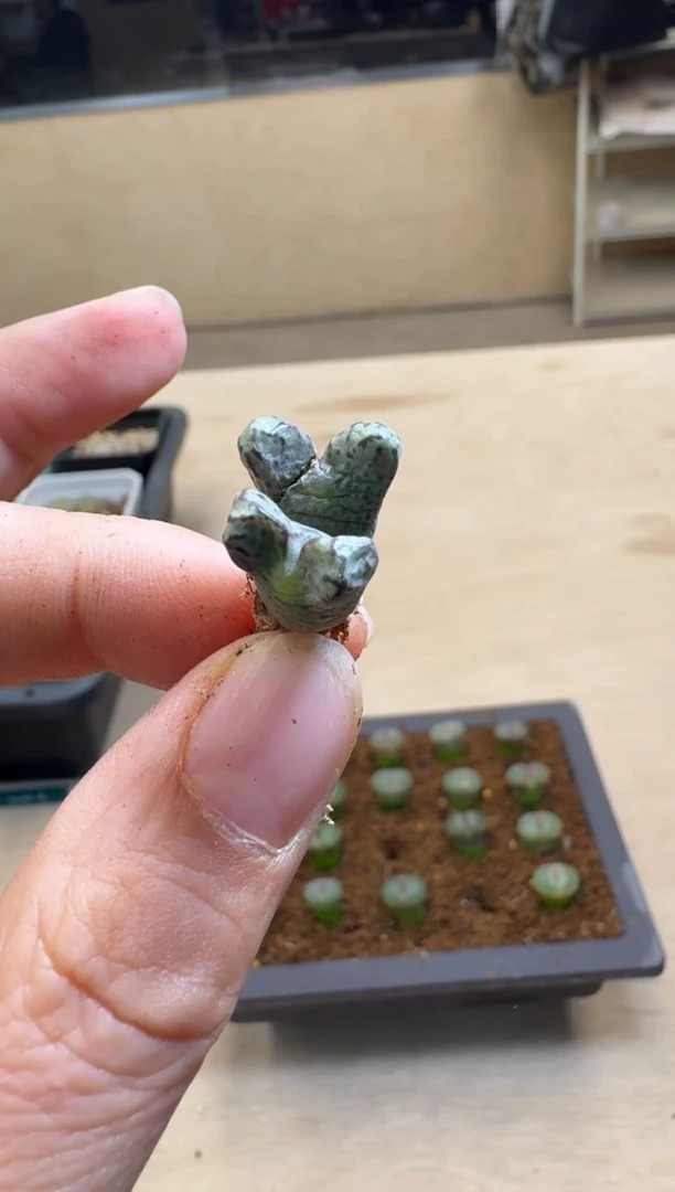 【闪购商品】15-296