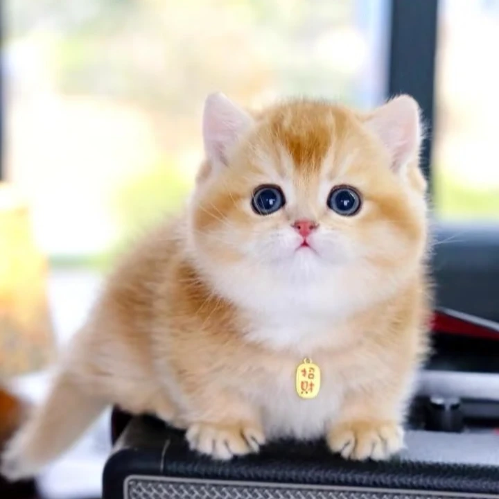 【范范-直播间】宠物活体布偶猫金渐层银渐层矮脚猫缅因猫纯种猫