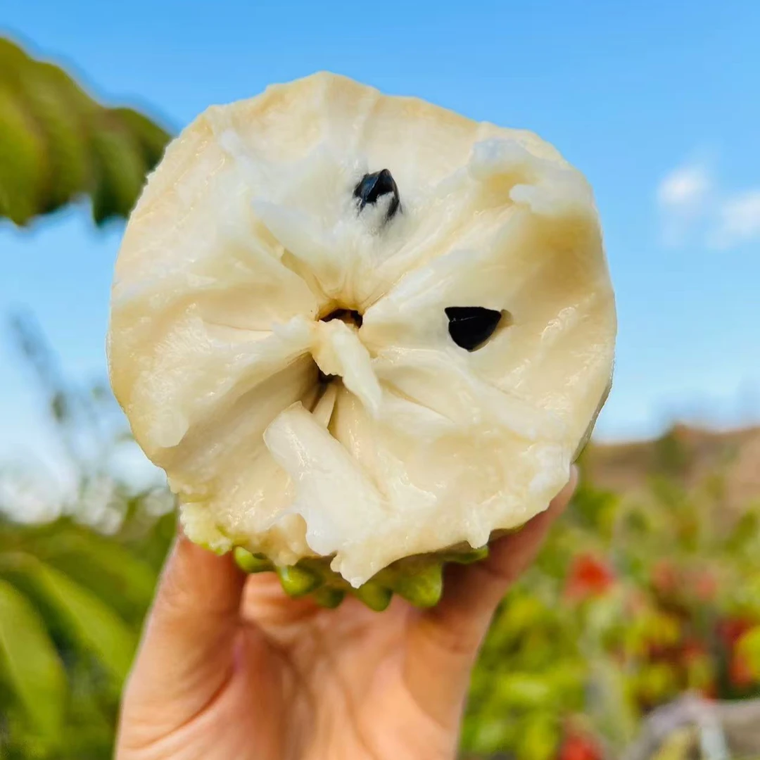 【顺丰上门】礼盒装·云南牛奶凤梨释迦果番荔枝佛头果顺丰送货当季