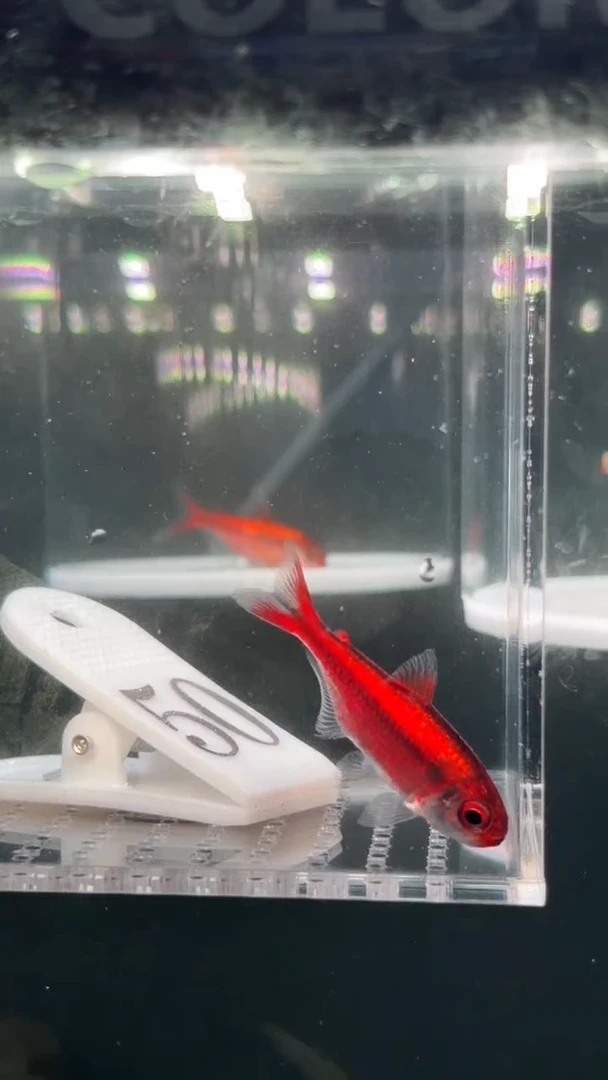 灯科鱼【50】白金红月可卡