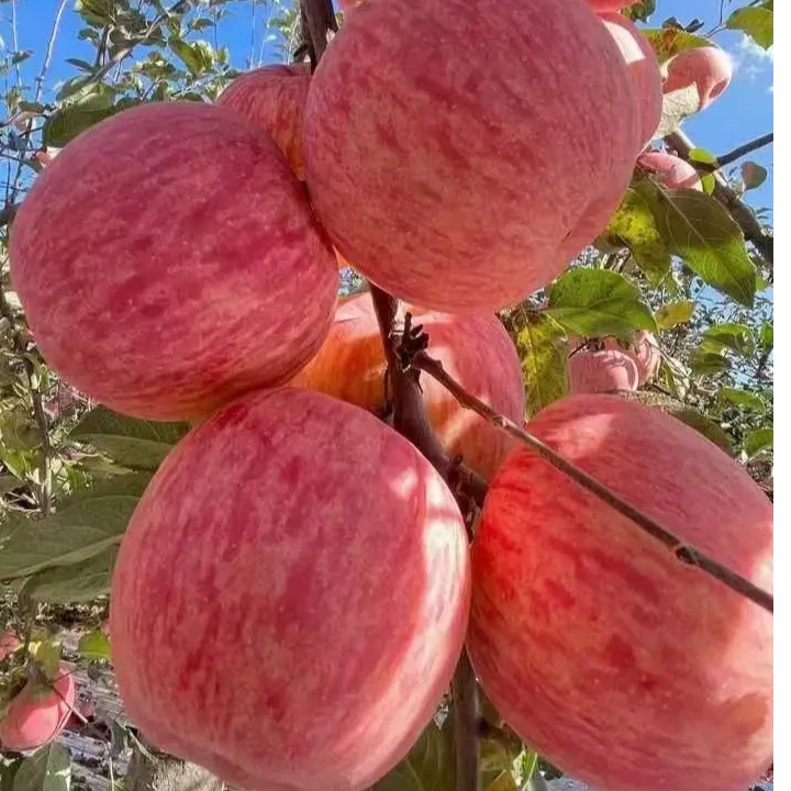 都品鲜陕西洛川红富士苹果新鲜2/4.5/9脆甜多汁产地直发