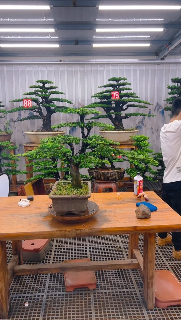 无花朵奇***明精品盆景直播间一物一拍