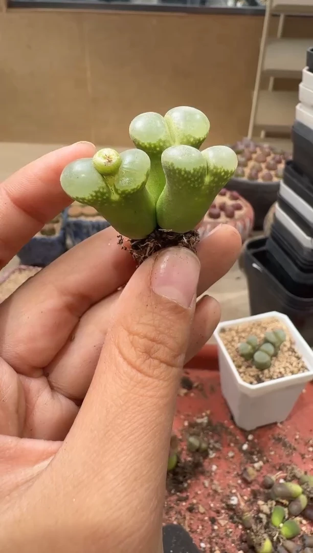 18-140多肉植物肉锥