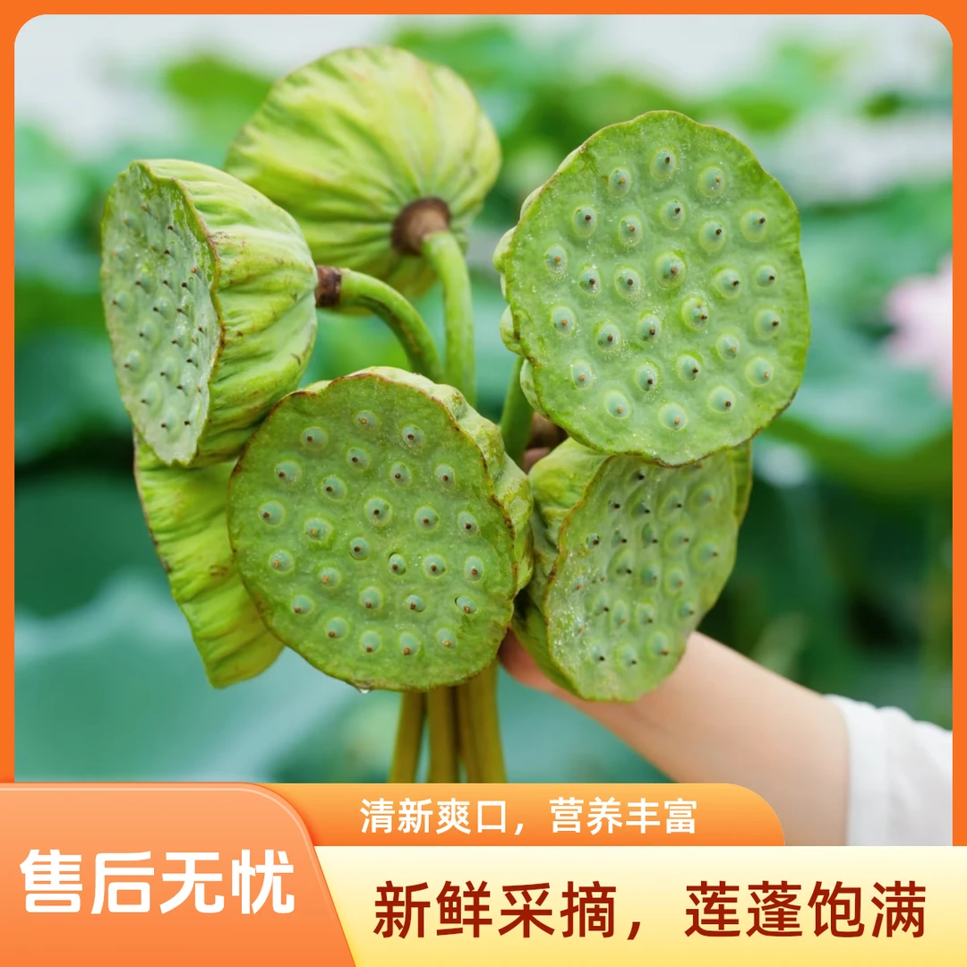 新鲜莲蓬现摘即食甜嫩莲子米当季应季水果清香脆甜