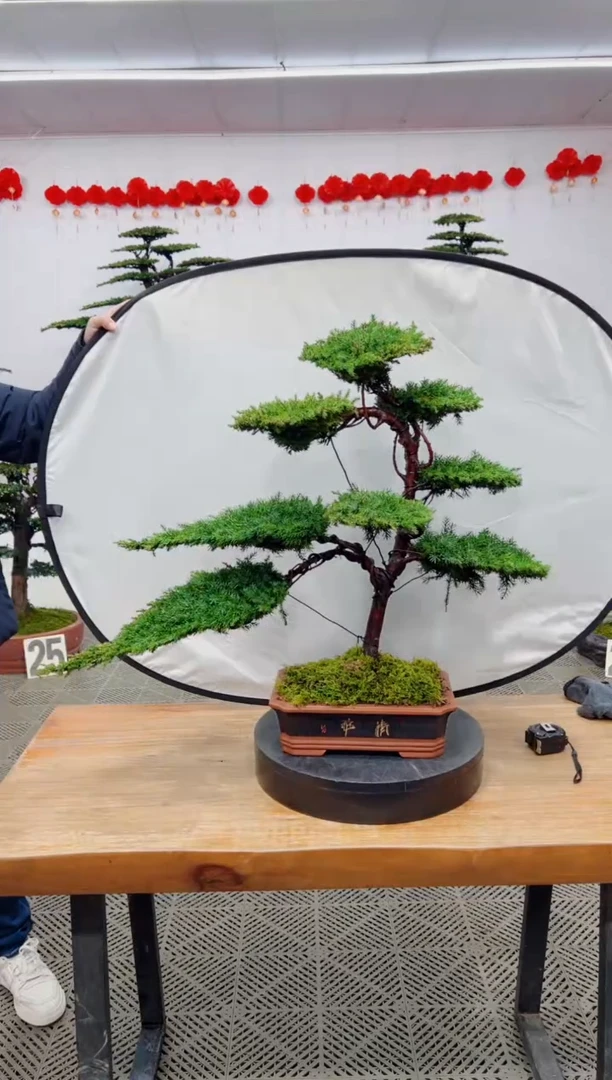 【闪购商品】盆景盆景