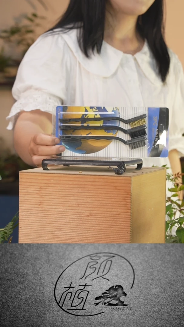 完全开放楠*005 草本植物中通