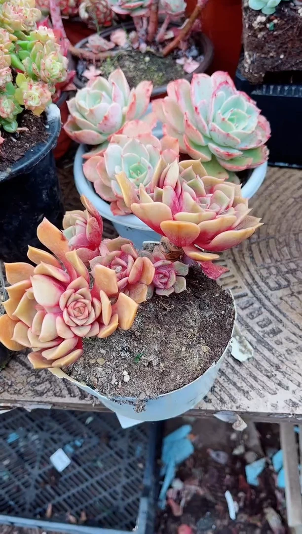 【闪购商品】03437