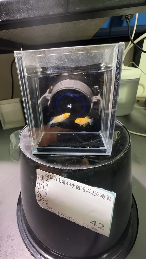 青鳉鱼观背青鳉观背青鳉42