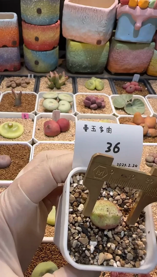 【闪购商品】25.2.24-36