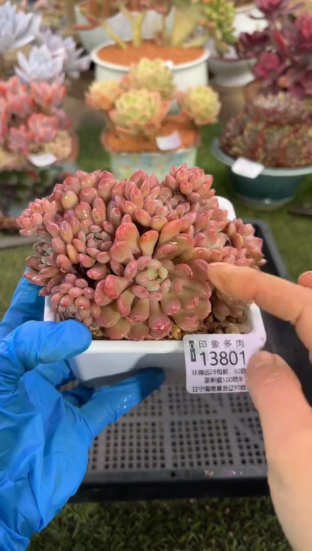 【闪购商品】13801