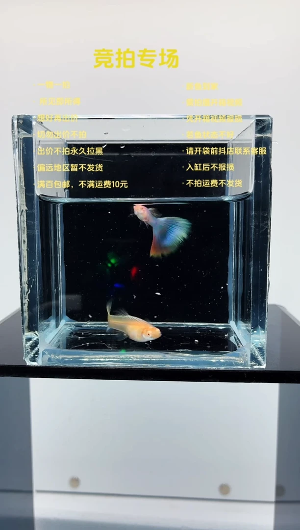 孔雀鱼极光幻彩微瑕一对-95