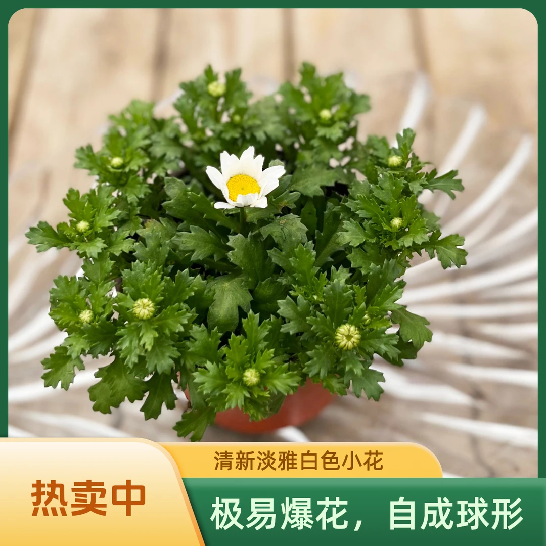 易爆花的白晶菊，皮实好养，自成球形（两盆包邮）