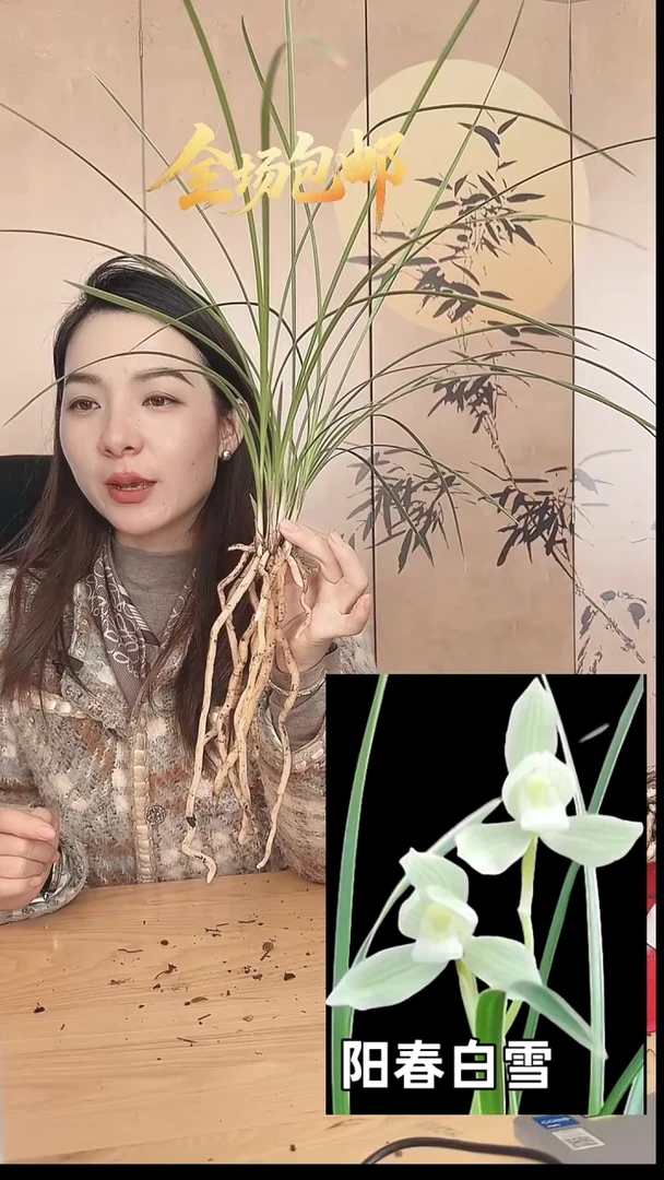 当前无花栽培后可以开花：阳春白雪