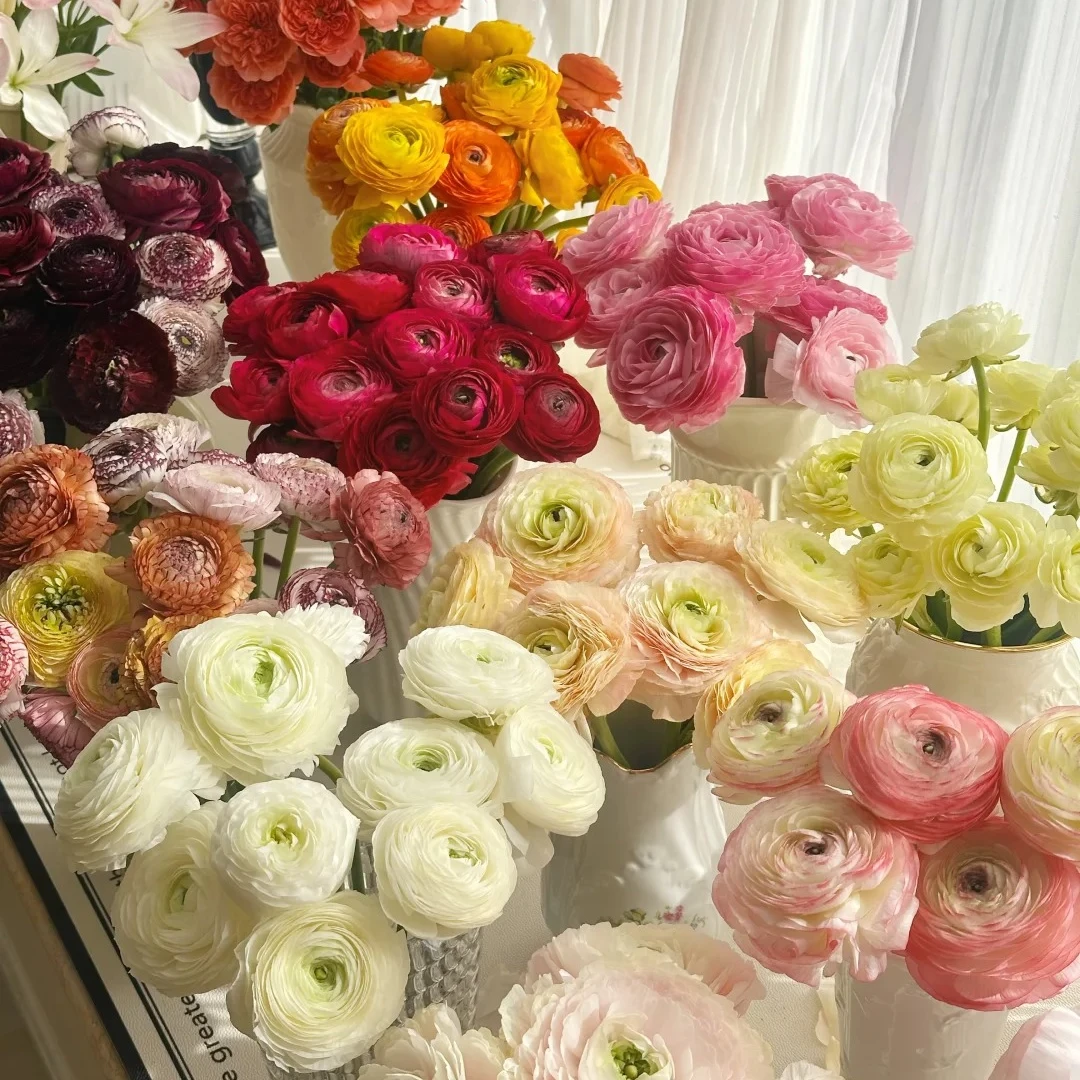 【禾韵山东】混装配色洋牡丹60CM以上自有基地智慧温室直发次日达家用鲜花花束山东鲜切花鲜花速递同城花材花卉